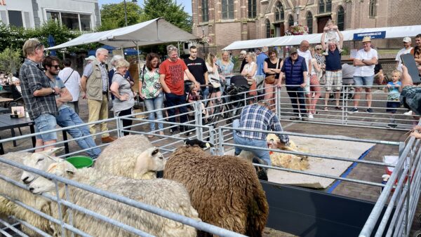 Schapen_Scheren